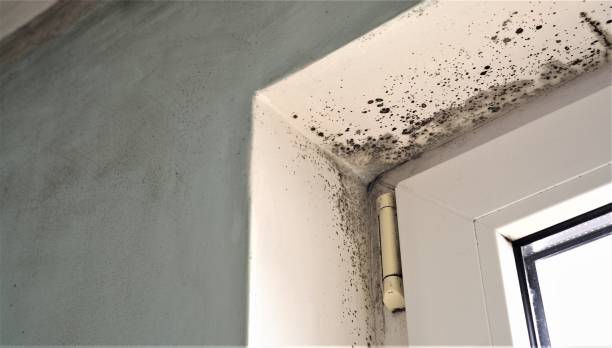 Best Mold Damage Restoration  in Conley, GA