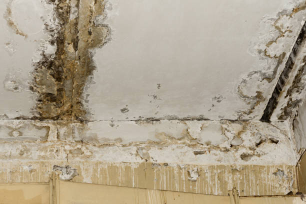Best Air Quality Testing for Mold Spores  in Conley, GA