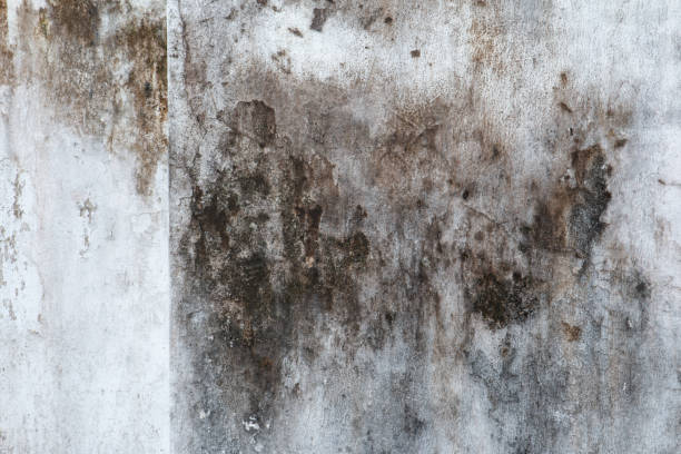 Best Emergency Mold Remediation  in Conley, GA