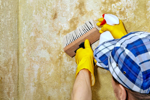 Professional Mold Removal in Conley, GA