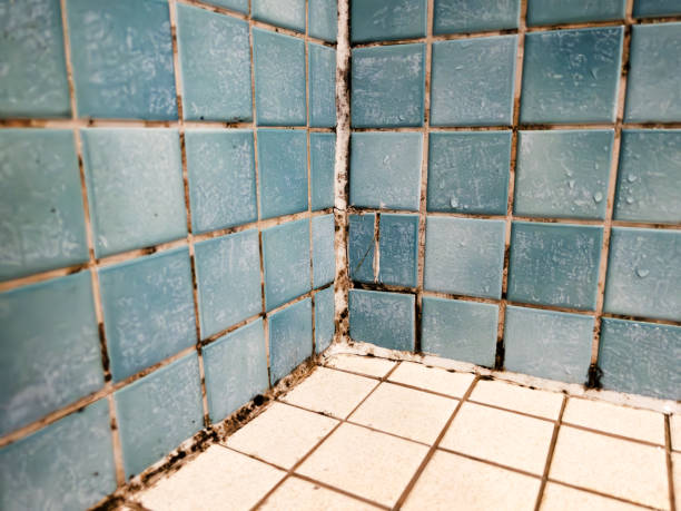 Best Water Damage & Mold Remediation  in Conley, GA