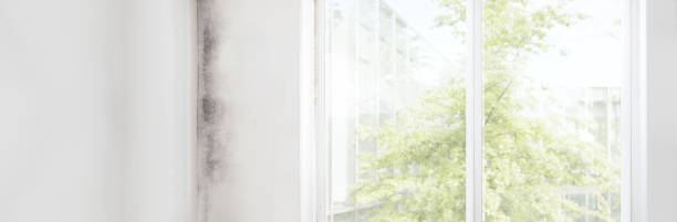 Best Environmental Consulting for Mold Prevention  in Conley, GA