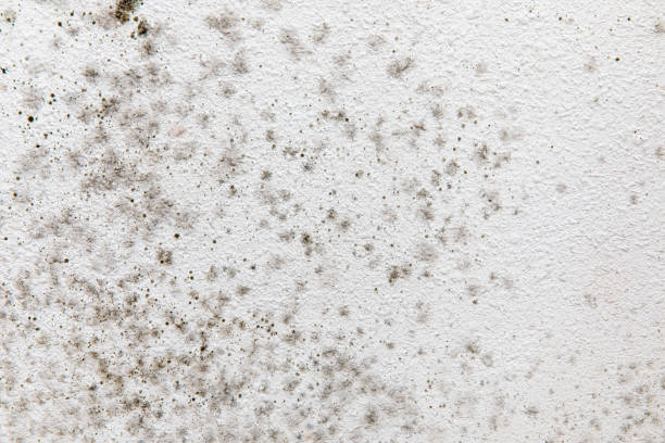 Best Mold Prevention Services  in Conley, GA