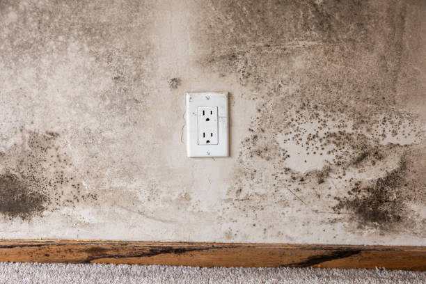 Best Black Mold Removal  in Conley, GA