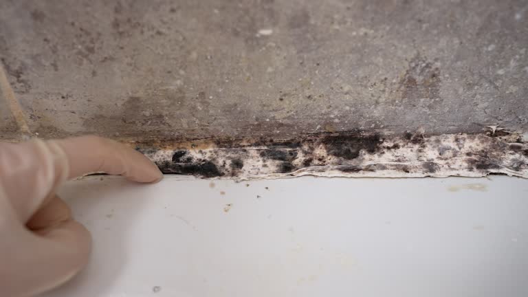 Best Crawl Space Mold Remediation  in Conley, GA